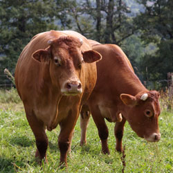 groupe coopératif capel activité bovine