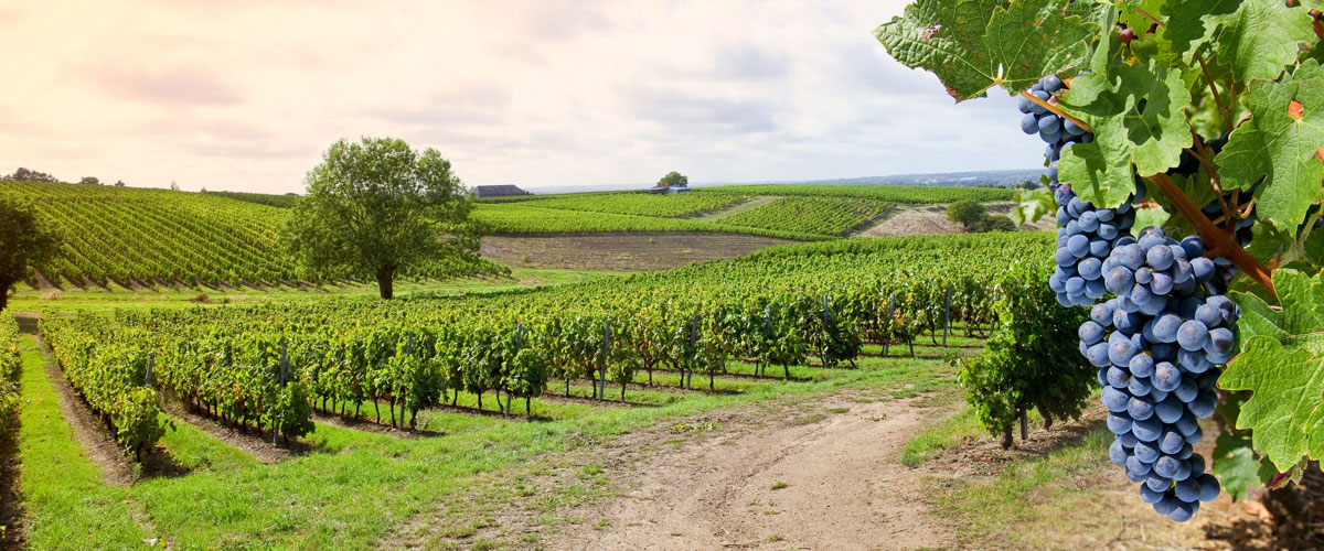 groupe capel vigne viticulture viniculture