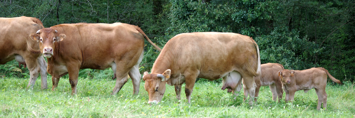 groupe coopératif capel organisation de producteurs bovins bovidoc