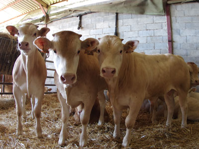 groupe coopératif capel activité bovine blonde d'aquitaine