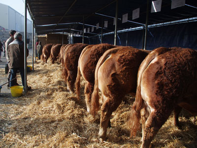 groupe coopératif capel activité bovine taureaux reproducteurs limousins