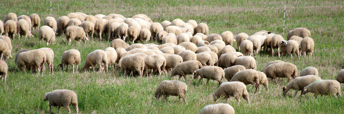 groupe coopératif capel activité ovine