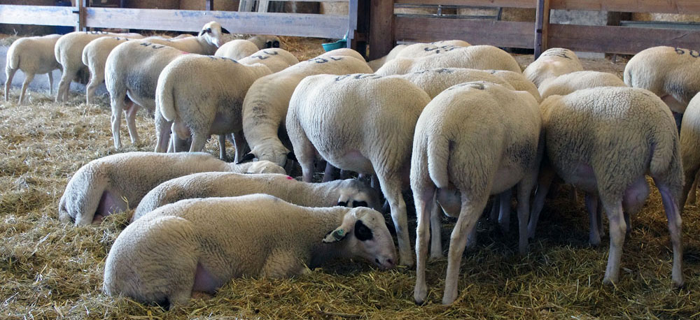 organisme et entreprise de sélection ovine ovilot
